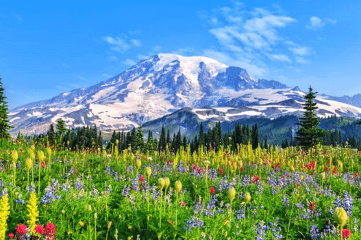 Mount Rainier National Park